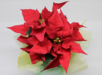 クリスマス・迎春